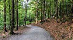 Running route in Zurich - Hotel Placid running route - Forest